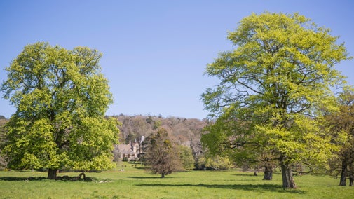 Tyntesfield house peeking through the trees in summer